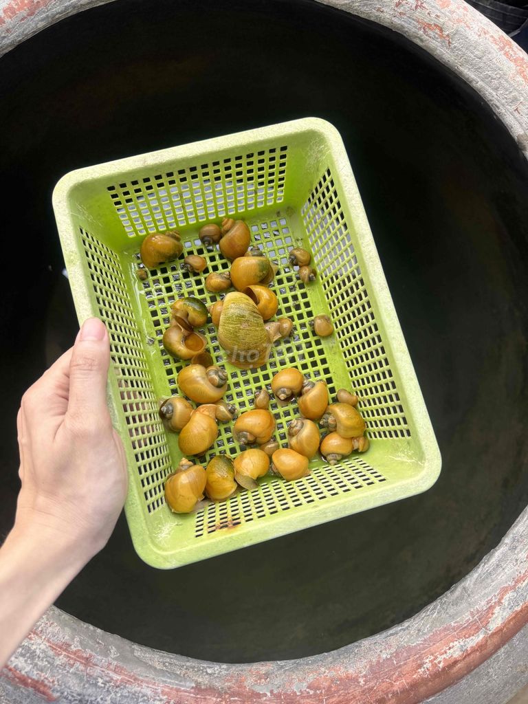 Ốc táo làm sạch hồ cá 2k/con. Mua bán Phụ kiện, Thức ăn, Dịch vụ tại Huyện Châu Thành Tiền Giang được đăng bởi Mai Trần hình 1