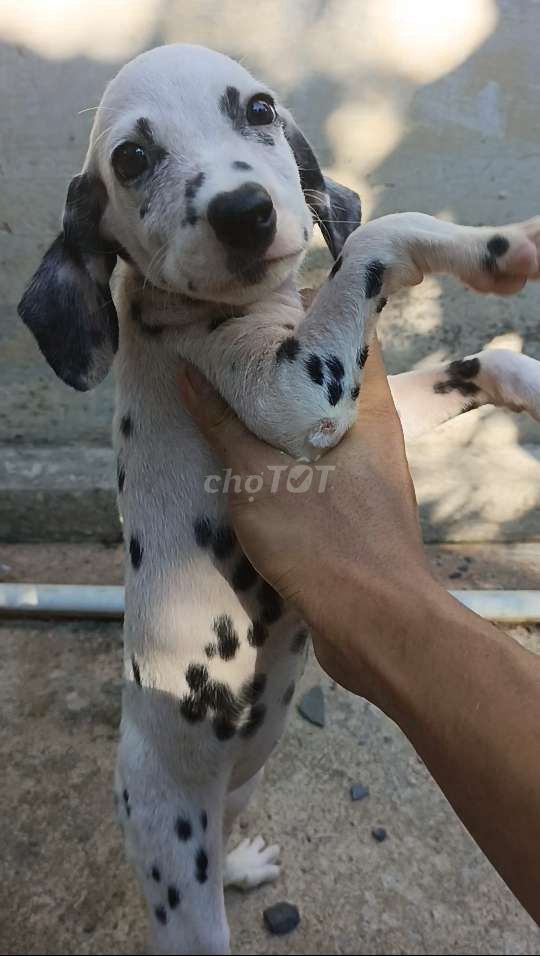Chó Đốm Cái 3 tháng tuổi,khi lớn như hình minh hoạ