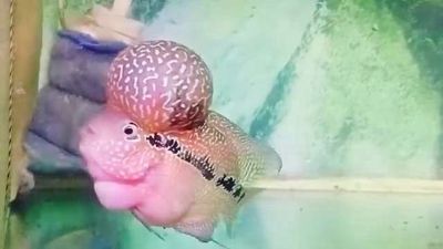 Kamfa f3 thái châu. Mua bán Thú cưng khác tại Quận Hải Châu Đà Nẵng được đăng bởi Vũ Đinh