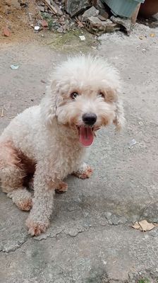 Phối poodle toy ko bán. Mua bán Chó tại Quận 12 Tp Hồ Chí Minh được đăng bởi Nam