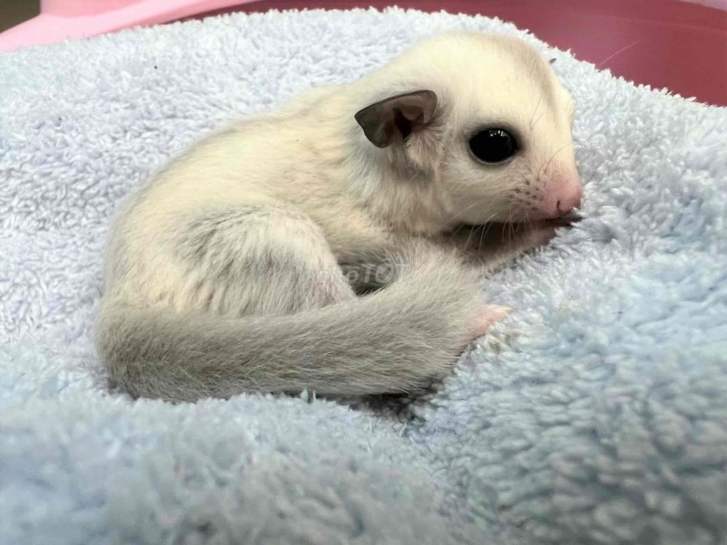 Mình nhượng mấy bé sóc bay. Mua bán Thú cưng khác tại Quận 1 Tp Hồ Chí Minh được đăng bởi Nguyễn Long hình 1