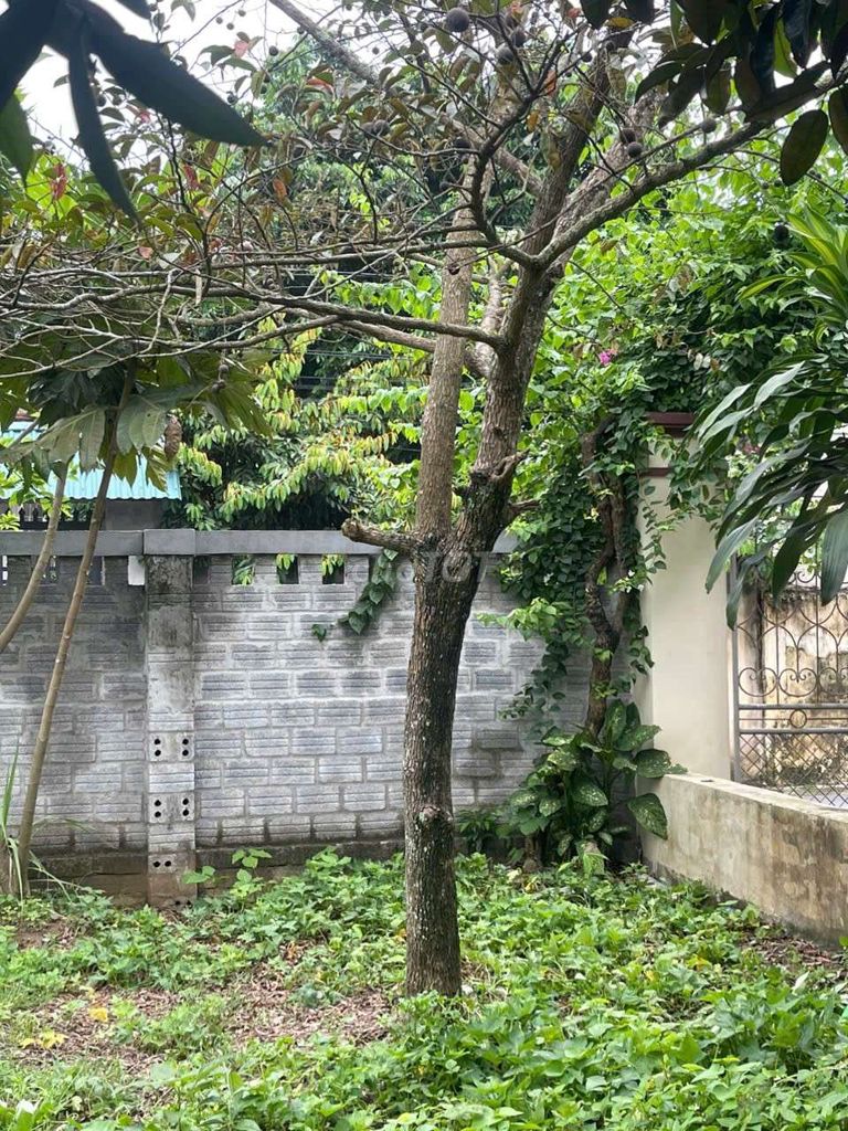 Cây ăn quả Vú sữa . Mua bán Cây cảnh, đồ trang trí tại Huyện Yên Định Thanh Hóa được đăng bởi Nguyen dang trình hình 1