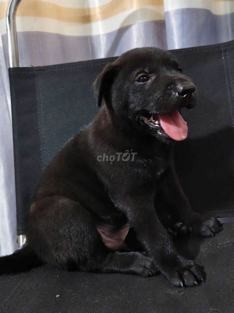 Tìm mái ấm cho bé chó labrador đen full. Mua bán Chó tại Huyện Bình Chánh Tp Hồ Chí Minh được đăng bởi Mỹ Hạnh hình 2