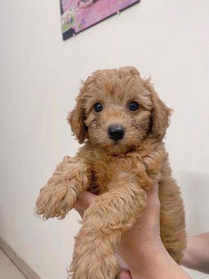 Chó Poodle Đông Anh Nhà Đẻ xinh xắn