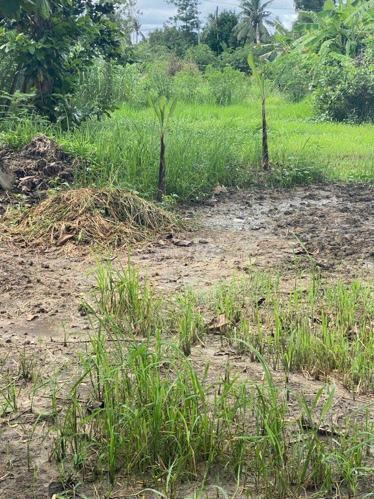 BÁN ĐẤT CHUYỂN TRỒNG LÚA – XÃ TRUNG THÀNH, VŨNG LIÊM, VĨNH LONG 589M2