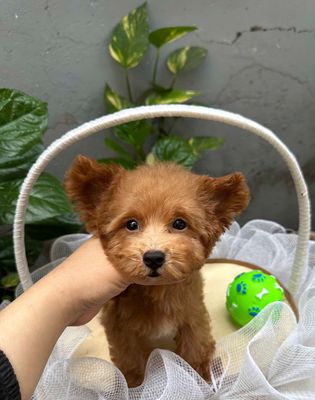 Chó poodle nâu đỏ tai bướm 2,5 tháng nhà đẻ. Mua bán Chó tại Quận Gò Vấp Tp Hồ Chí Minh được đăng bởi Phát Đạt 