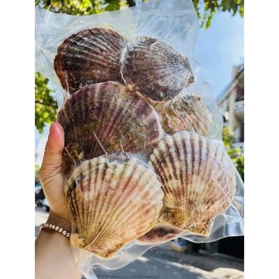 🦪🦪🦪 SÒ ĐIỆP NHẬT NGUYÊN CON FULL TRỨNG 🦪🦪🦪. Mua bán Đồ ăn, thực phẩm và các loại khác tại Quận 3 Tp Hồ Chí Minh được đăng bởi Cao Trần Ngọc Thi