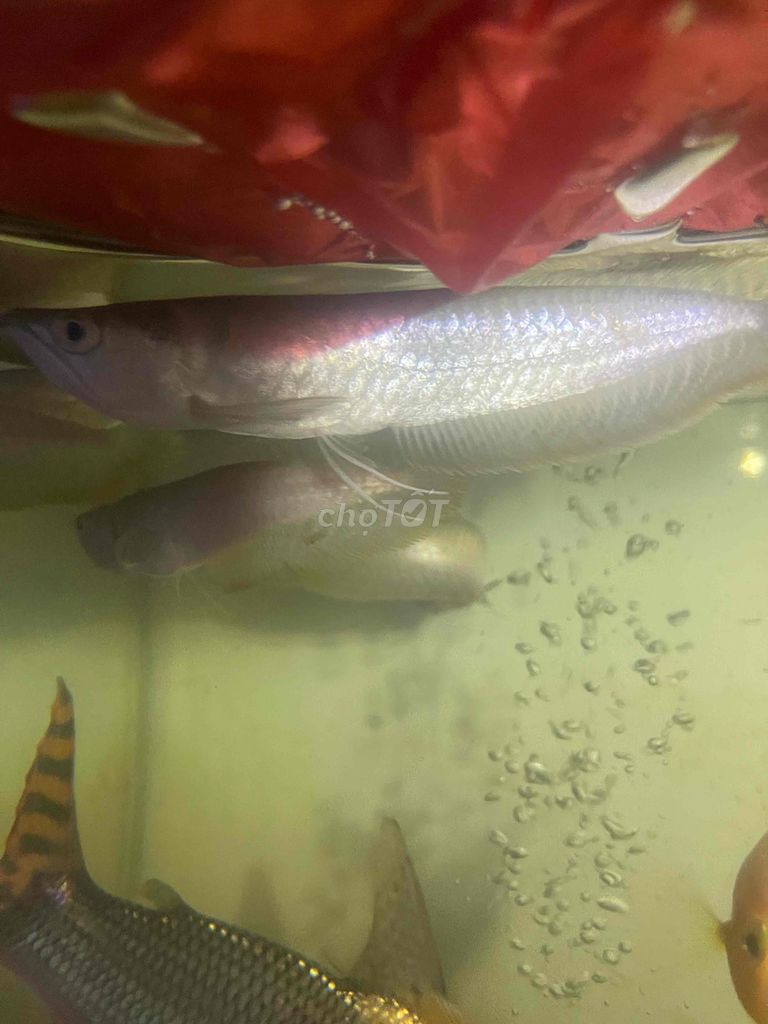 Cá cảnh Ngân long Bạc 15-16cm. Mua bán Thú cưng khác tại Quận 12 Tp Hồ Chí Minh được đăng bởi Cá Cảnh Hiệp Thành hình 1