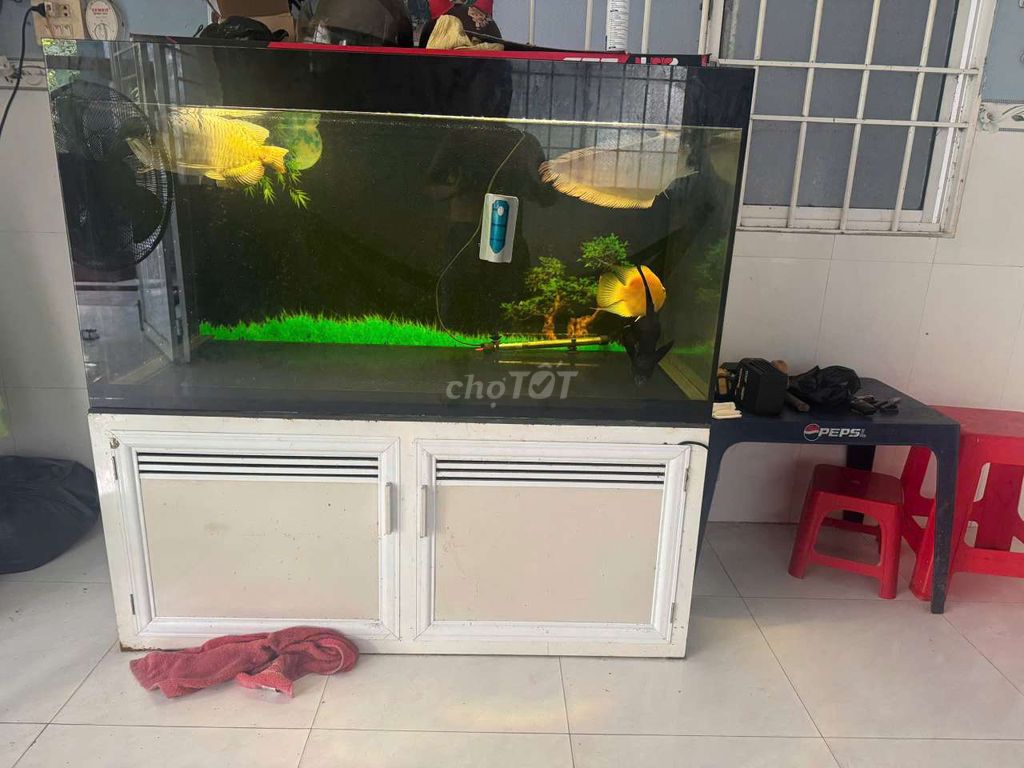 Hồ cá cảnh Kính Hiện đại. Mua bán Phụ kiện, Thức ăn, Dịch vụ tại Huyện Gò Quao Kiên Giang được đăng bởi Duy hình 1