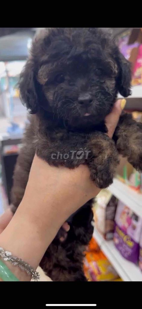 Chó Poodle con. Mua bán Chó tại Thành phố Vũng Tàu Bà Rịa - Vũng Tàu được đăng bởi Lượm Dog Shop hình 6