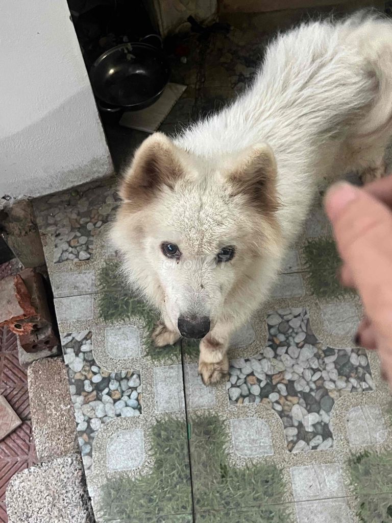 Chó Samoyed đực trắng. Mua bán Chó tại Huyện Bình Lục Hà Nam được đăng bởi Đam Phạm hình 1