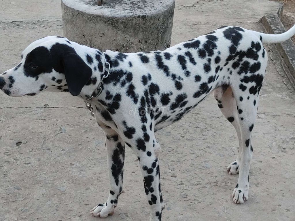 Chó Dalmatian đực 8 tháng. Mua bán Chó tại Thành phố Phan Thiết Bình Thuận được đăng bởi Nhân Rottweiler  hình 1