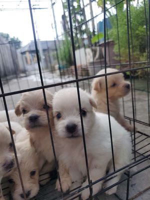 Tìm nhà mới cho các bé Phóc Sóc Lai Bố Poodle. Mua bán Chó tại Huyện Cần Giuộc Long An được đăng bởi Hùng Lê