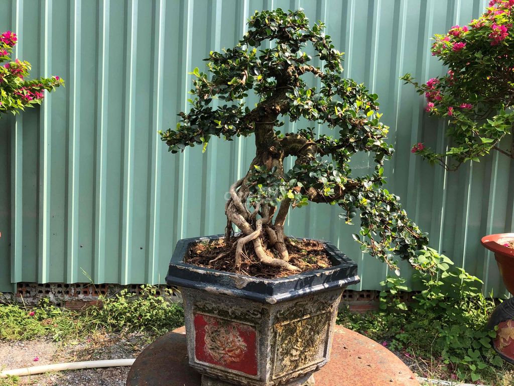 sam trái. Mua bán Cây cảnh, đồ trang trí tại Huyện Hóc Môn Tp Hồ Chí Minh được đăng bởi kiều my hình 1