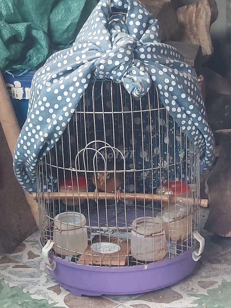 Chim M mái Cái đã thuần 60%. Mua bán Chim tại Quận Nam Từ Liêm Hà Nội được đăng bởi tuan hoang hình 1