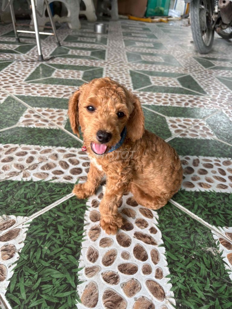 1 bé cái poodle khoẻ mạnh thông minh đã sổ và tiêm. Mua bán Chó tại Thành phố Cam Ranh Khánh Hòa được đăng bởi My Tike Son hình 1
