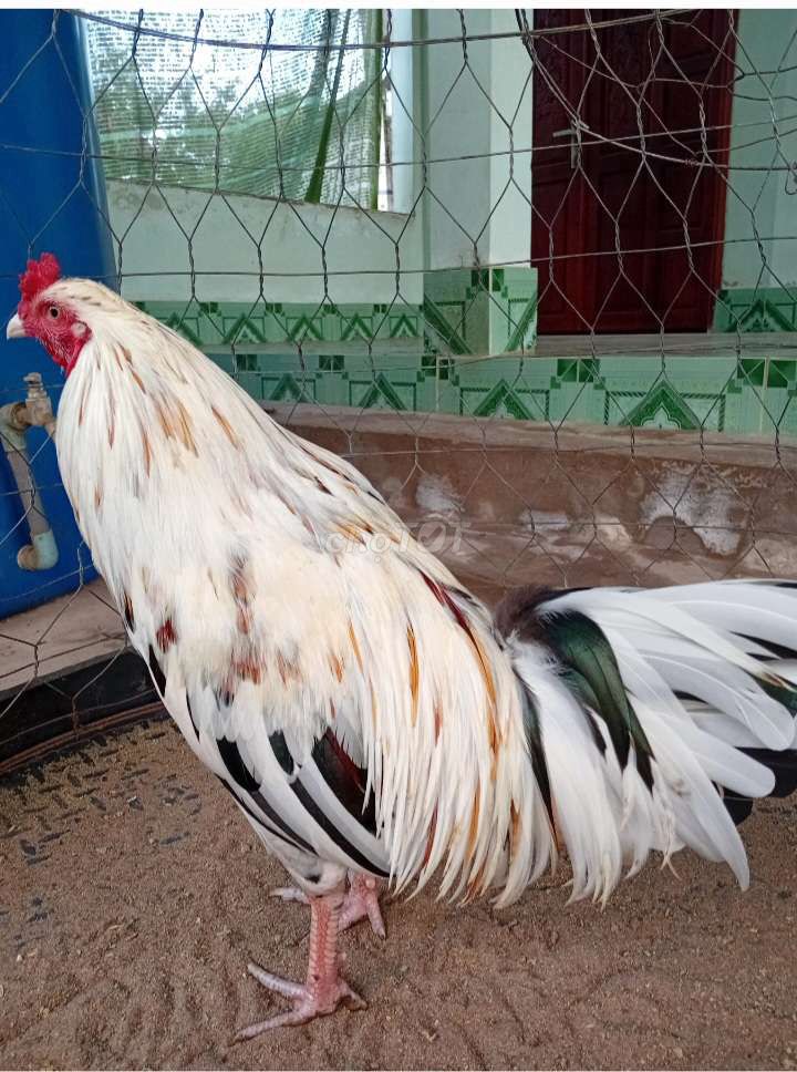 Gà Bướm 2k7. Mua bán Gà tại Huyện Thạnh Phú Bến Tre được đăng bởi BEN TRE GA DA  hình 1