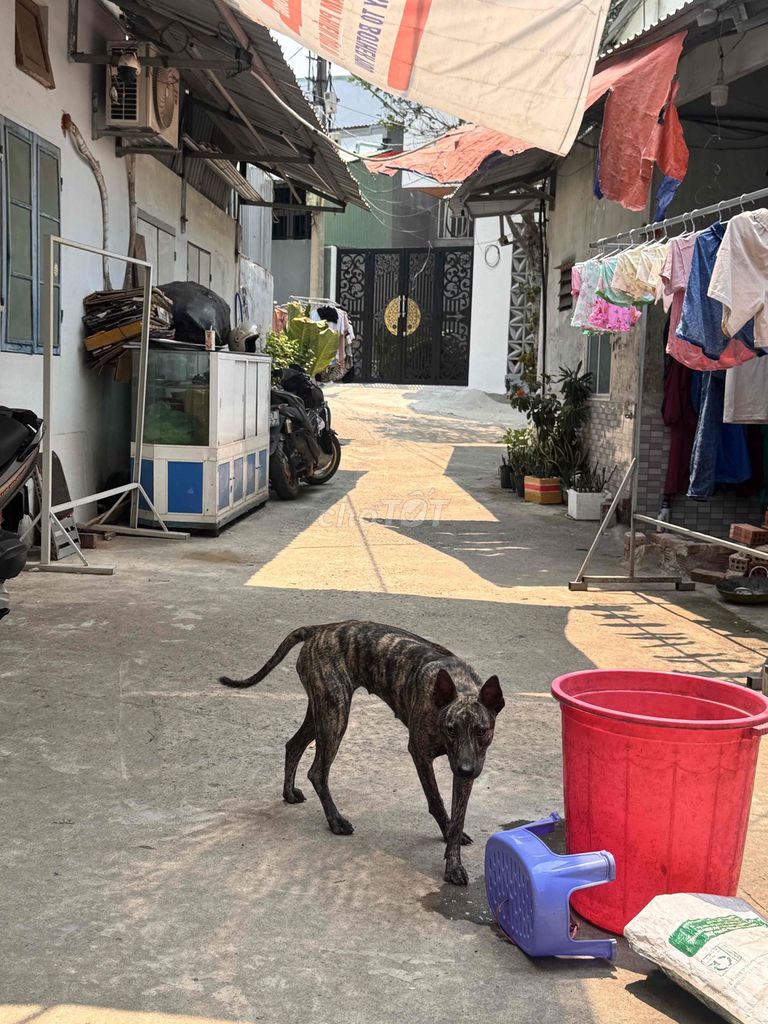 Chó Phú Quốc cái 10 tháng tuổi. Mua bán Chó tại Quận Cẩm Lệ Đà Nẵng được đăng bởi Trần Minh Thiện hình 1