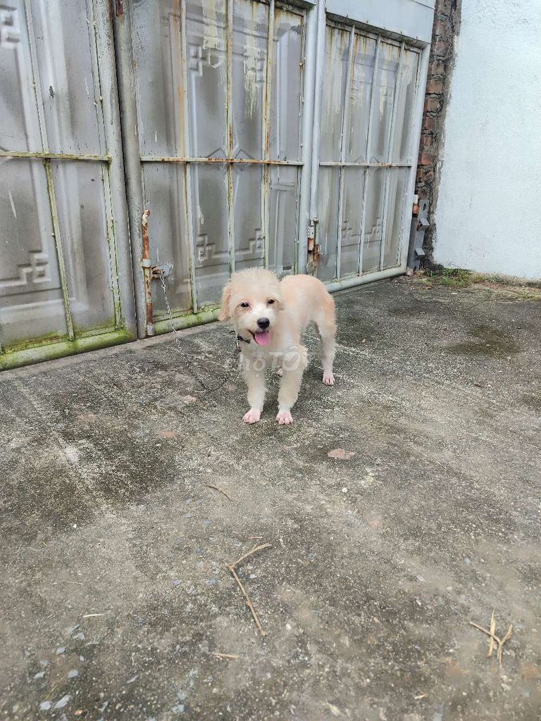 poolde đực 6 tháng. Mua bán Chó tại Huyện Thường Tín Hà Nội được đăng bởi Nhất Long hình 2