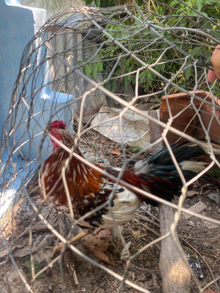 Gà chọi Điều bông 2.2kg Đực. Mua bán Gà tại Huyện Cái Bè Tiền Giang được đăng bởi Phog Tống hình 1