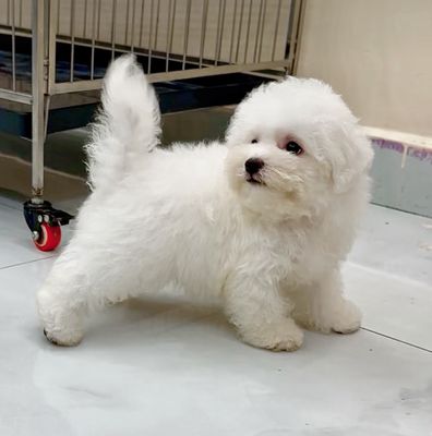 Bichonfrise mini.. Mua bán Chó tại Quận Tân Bình Tp Hồ Chí Minh được đăng bởi Nguyễn Thị Phương Thảo hình 1