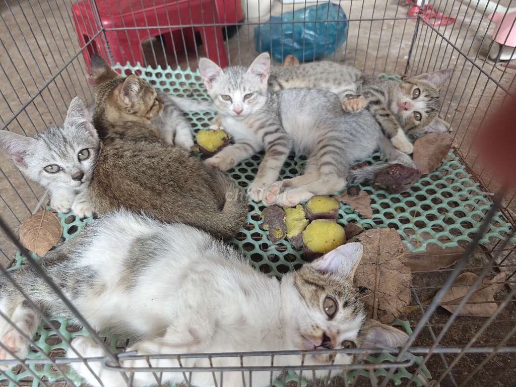 cho Mèo con 2 tháng tuổi. Mua bán Mèo tại Thành phố Buôn Ma Thuột Đắk Lắk được đăng bởi Bảo Nhi hình 1