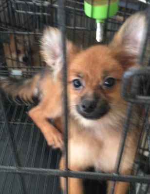 phốc sóc nhà đẻ cần bán gấp nghỉ nuôi. Mua bán Chó tại Quận Thanh Xuân Hà Nội được đăng bởi Phuong phuong vu