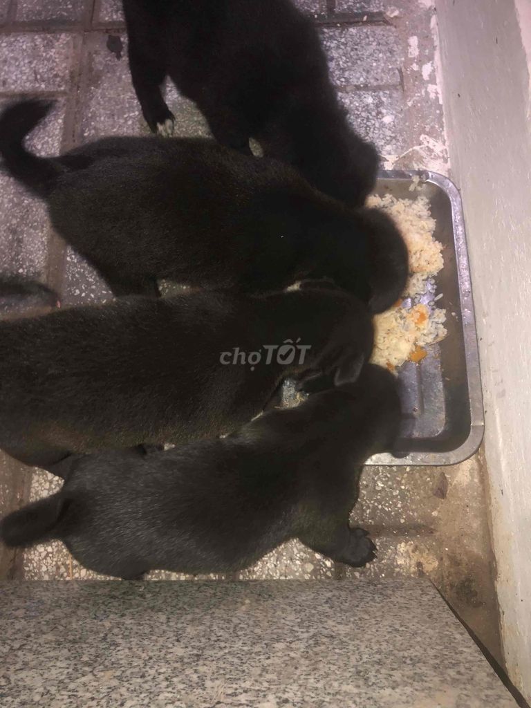 cần thanh lý bầy chó nhật lai ai nuôi lh