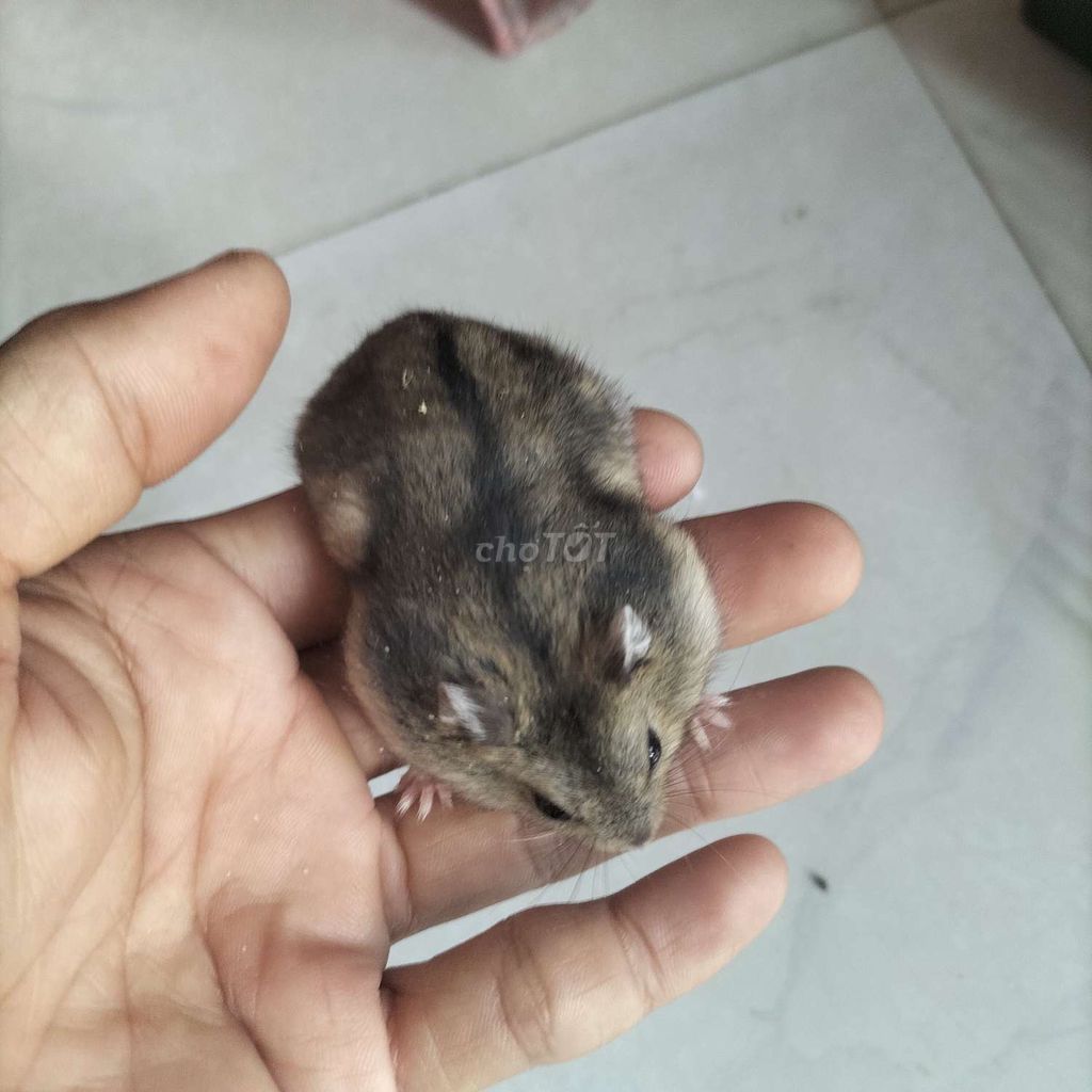 Hamster ww 3 bé + 2 lồng full phụ kiện