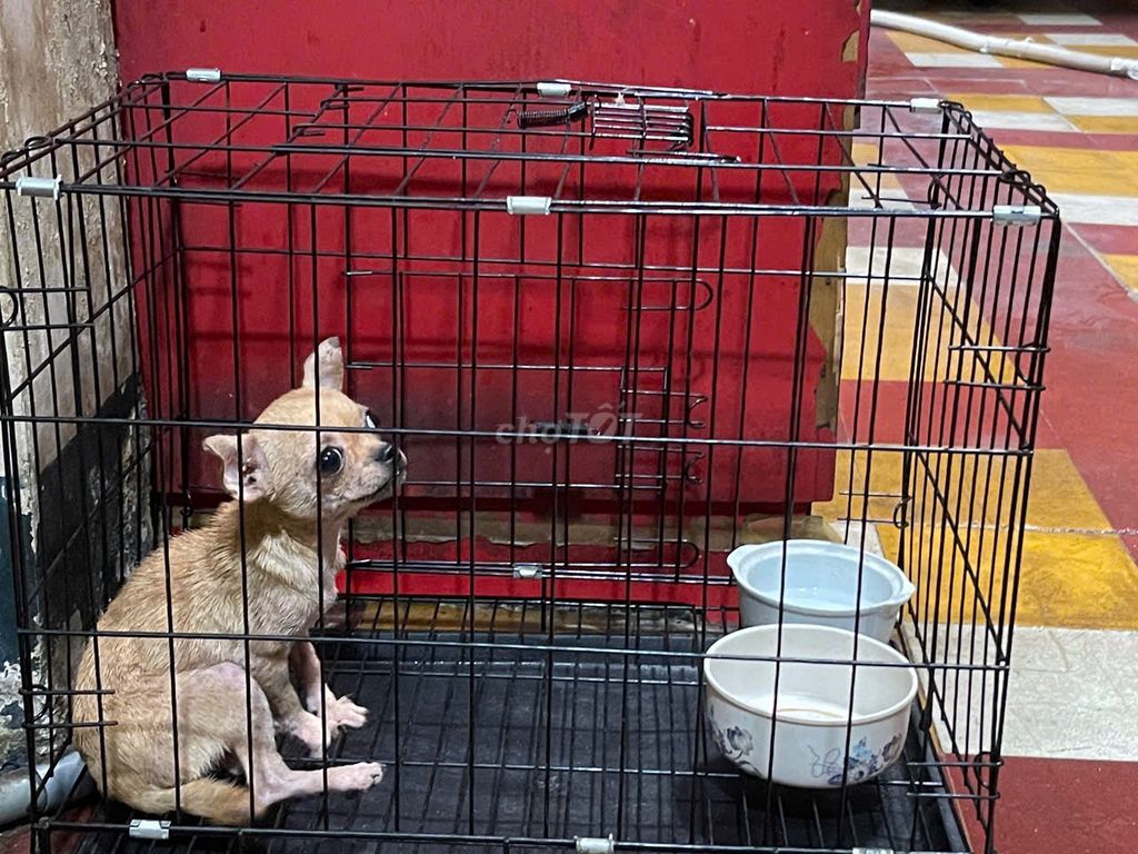 Chó Chihuahua cái. Mua bán Chó tại Quận 5 Tp Hồ Chí Minh được đăng bởi Nguyen hình 1