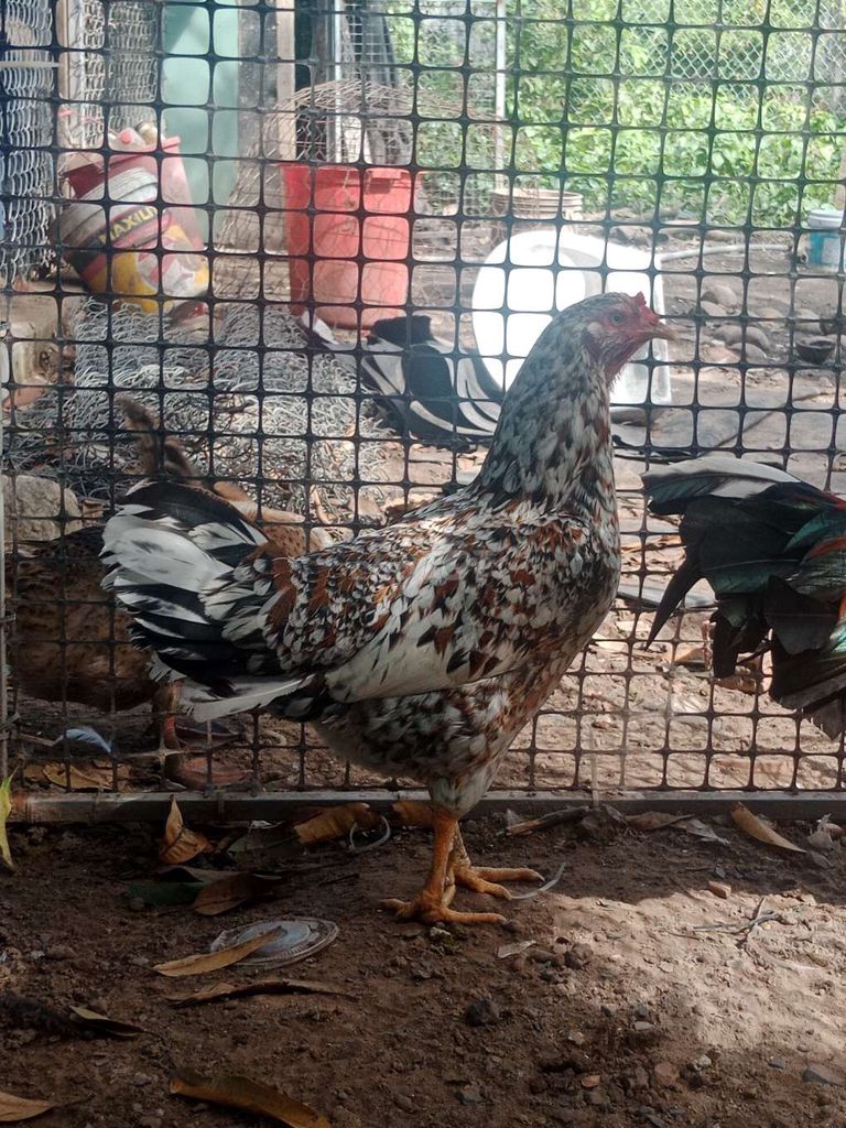 gà mái bông 1 cựa,trạng đẻ 2kg6,2kg7. Mua bán Gà tại Huyện Củ Chi Tp Hồ Chí Minh được đăng bởi Lâm Phong Nguyễn hình 1