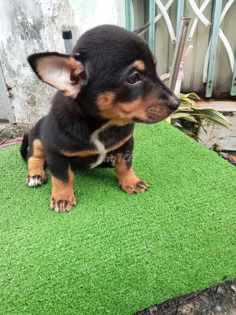 Chó Corgi lai Lạp Xưởng Đực. Mua bán Chó tại Quận 12 Tp Hồ Chí Minh được đăng bởi no love hình 1