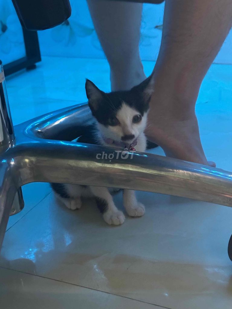 Cho tặng mèo ta gần 3 tháng tuổi lai aln. Mua bán Mèo tại Quận Ngũ Hành Sơn Đà Nẵng được đăng bởi Cường Trần hình 1