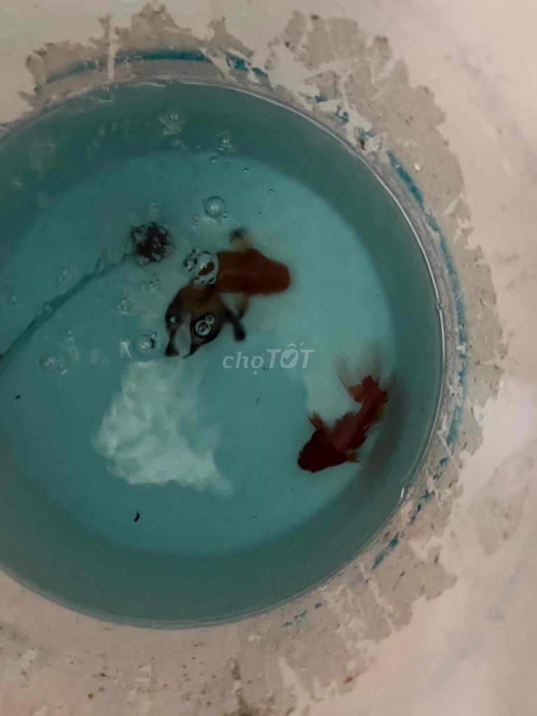 oranda đuôi lụa