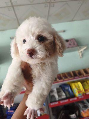 Chó Poodle cái đen trắng