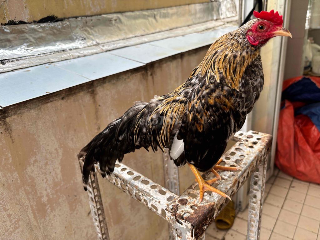 Gà tre bắc cức trống 6 tháng. Mua bán Gà tại Quận 4 Tp Hồ Chí Minh được đăng bởi Hòa hình 1