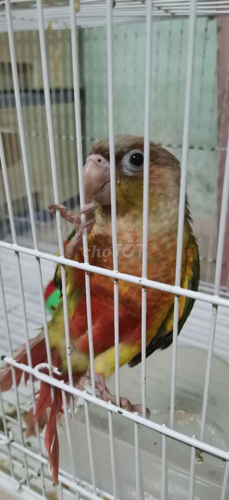 Vẹt Green Cheek Pineapple Đa sắc. Mua bán Chim tại Thành phố Bạc Liêu Bạc Liêu được đăng bởi Ngọc Đạt hình 1
