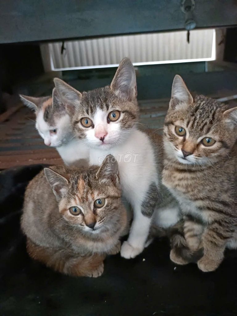 Cần tìm chủ gấp cho 4 bé mèo. Mua bán Mèo tại Quận Cầu Giấy Hà Nội được đăng bởi Thùy Dương hình 1