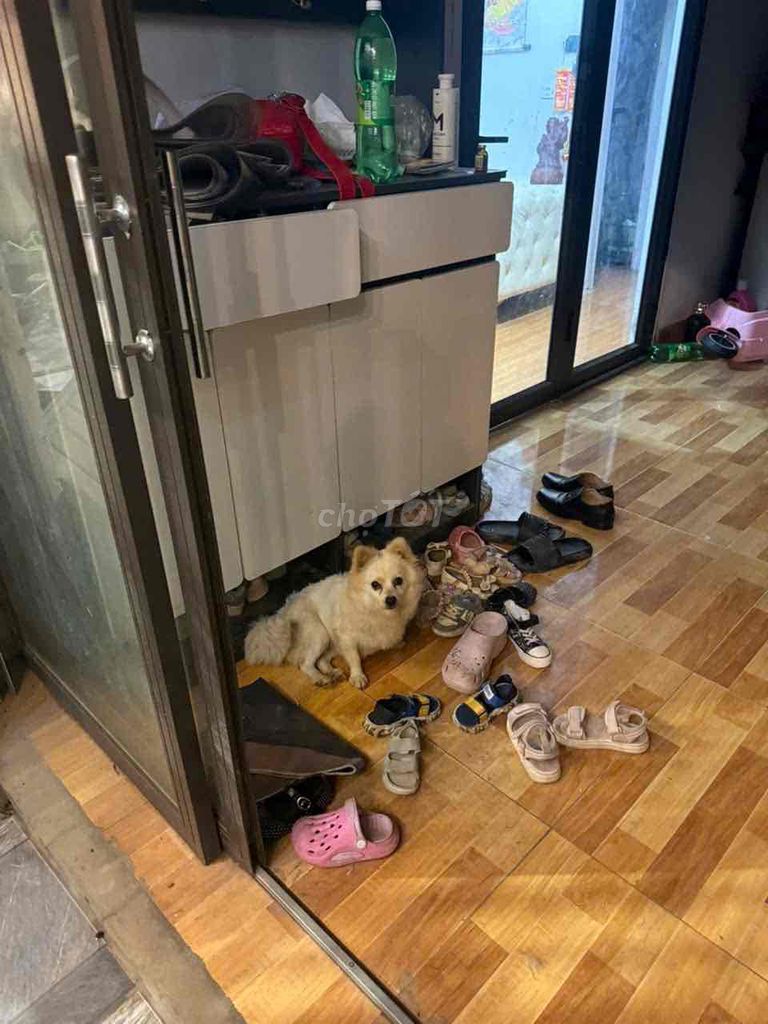 Chó Phốc Sóc cái vàng kem. Mua bán Chó tại Huyện Hoài Đức Hà Nội được đăng bởi vương ngọc tâm hình 1