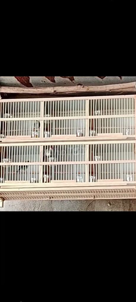 hộc ép bổi sdd , ai có alo mình nha 
. Mua bán Chim tại Huyện Củ Chi Tp Hồ Chí Minh được đăng bởi nguyễn thành sơn hình 1