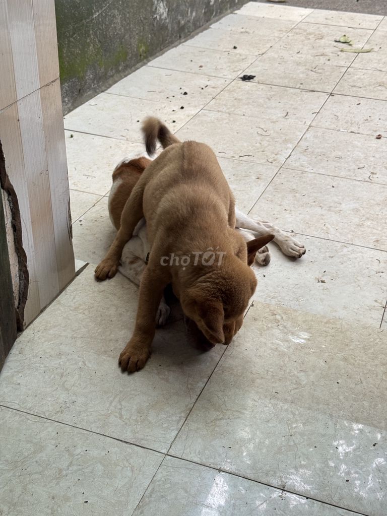 Chó Bắc Hà lai Kiếm Thái. Mua bán Chó tại Thị xã Sơn Tây Hà Nội được đăng bởi tuấn anh hình 1