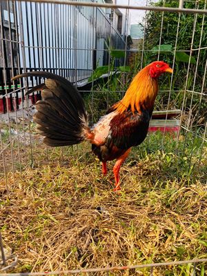 Điều cuban mỹ 1kg270 tay tốt gà tơ 6th. Mua bán Gà tại Huyện Bình Chánh Tp Hồ Chí Minh được đăng bởi Gà tre 