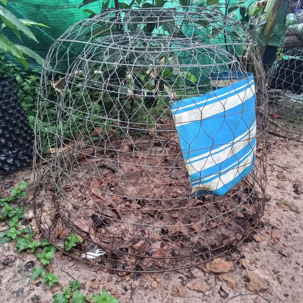bán bội gà. Mua bán Phụ kiện, Thức ăn, Dịch vụ tại Thành phố Tây Ninh Tây Ninh được đăng bởi BP hình 1
