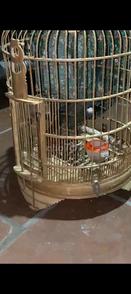 khướu mái cần bán . Mua bán Chim tại Quận Long Biên Hà Nội được đăng bởi đời như sit hình 1