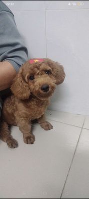 Tìm nhà cho con trai 4th tuổi