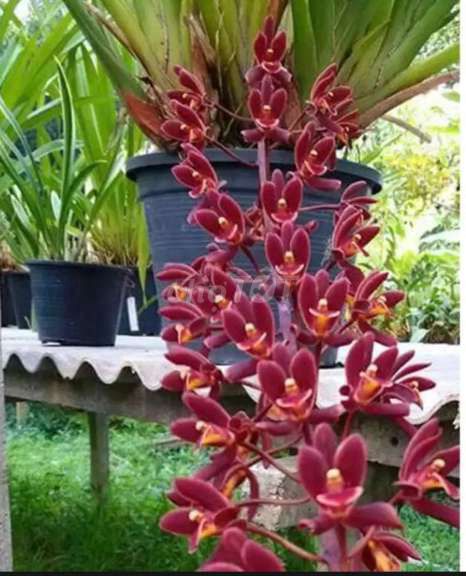 Chậu Lan Kiếm đỏ đang rộ hoa 450k
