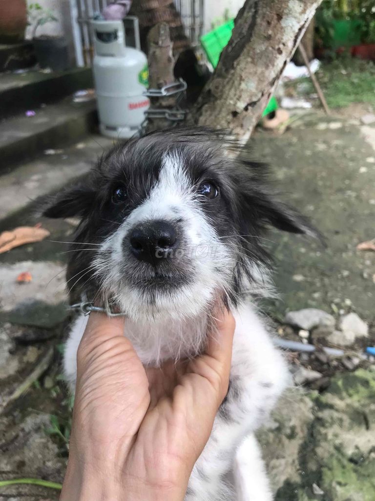 Chó đốm to con lông xù đen trắng. Mua bán Chó tại Thành phố Sa Đéc Đồng Tháp được đăng bởi Trần Ngọc Linh hình 1