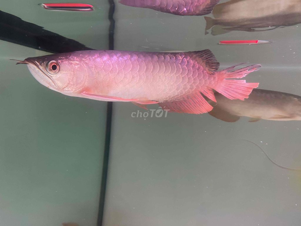 Bối size 25cm. Mua bán Thú cưng khác tại Quận 12 Tp Hồ Chí Minh được đăng bởi Minh Dương hình 1