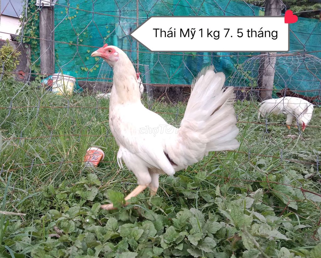 Máy thái Mỹ trạng hơn 2 kg