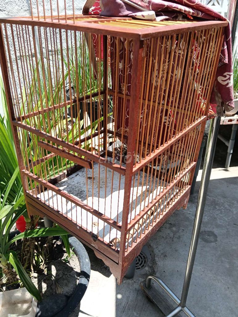 Lồng chim hút mật gỗ màu nâu. Mua bán Phụ kiện, Thức ăn, Dịch vụ tại Thành phố Phan Thiết Bình Thuận được đăng bởi thiện hình 1